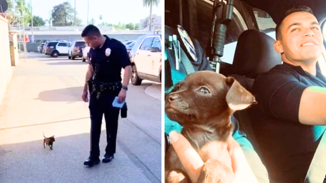 Tiny Puppy In Pursuit Of Cops Chases After Them Asking For Help 