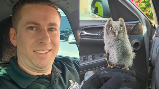 The Little Owl That Stopped a Cop in His Tracks!